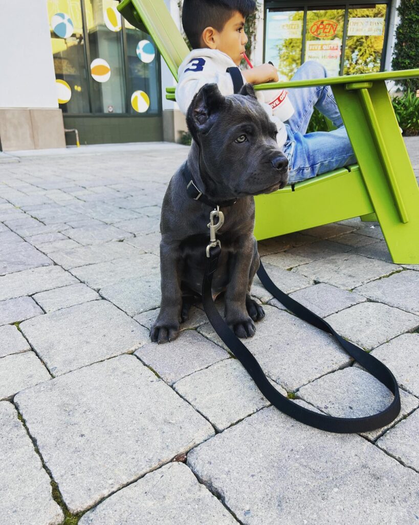 Cane Corso Puppies for sale