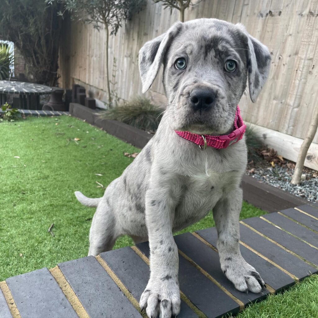 Cane Corso Puppies for sale