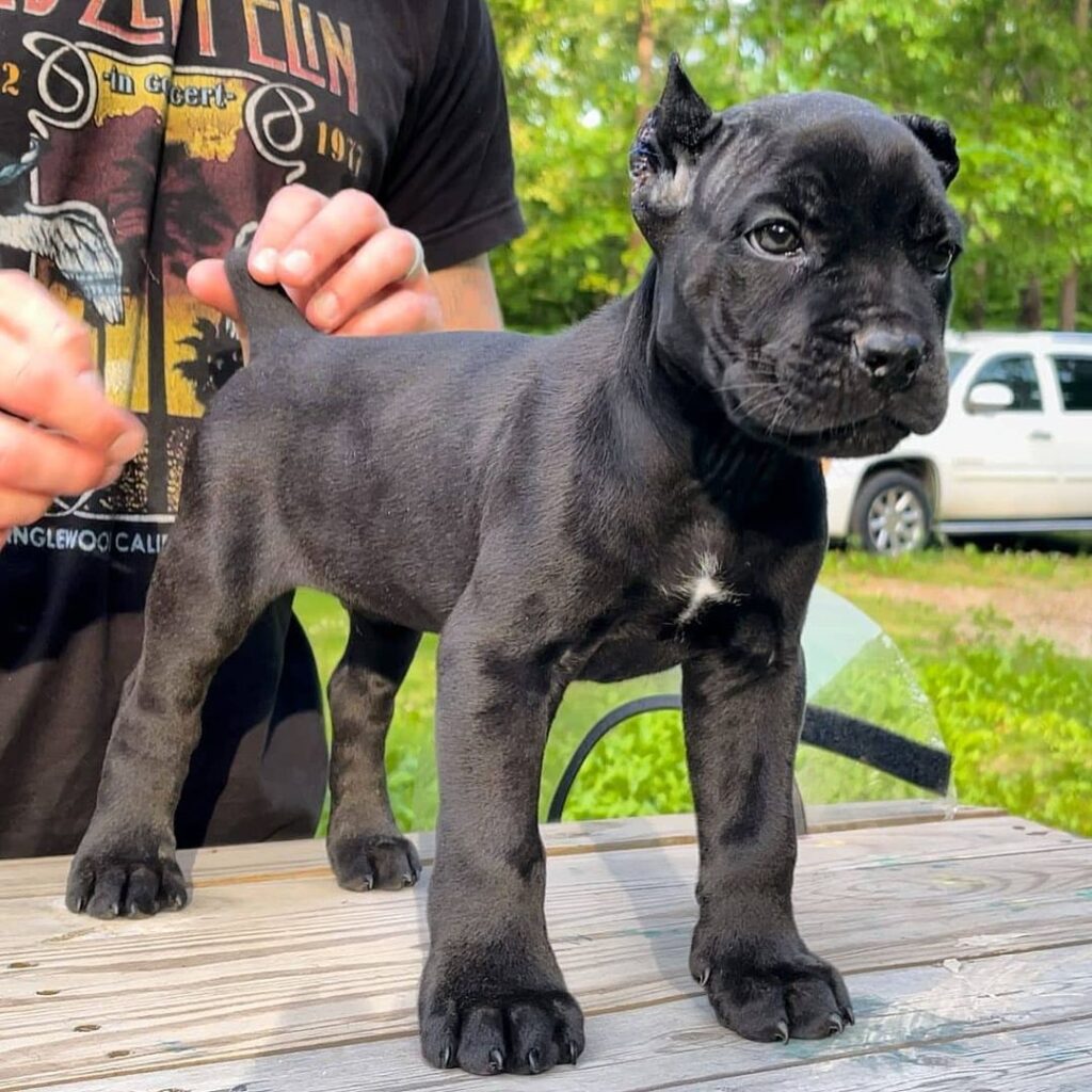 Cane Corso Puppies for sale