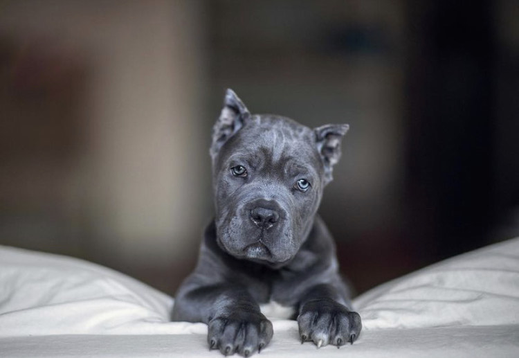Cane Corso Puppies for sale