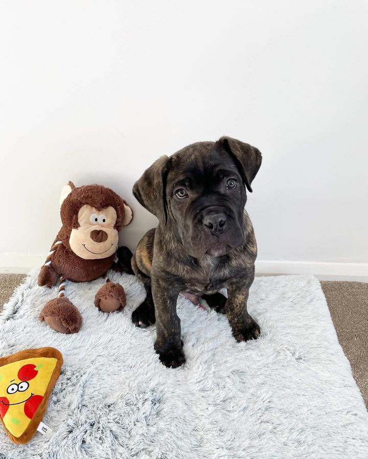 Cane Corso Puppies for sale