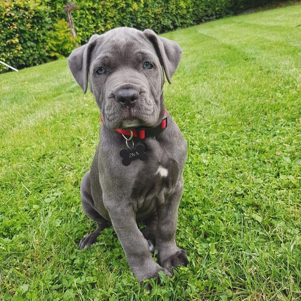 Cane Corso Puppies for sale